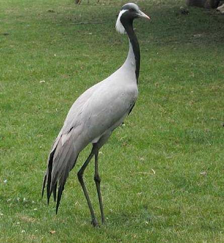 Demoiselle Crane