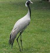 Demoiselle Crane