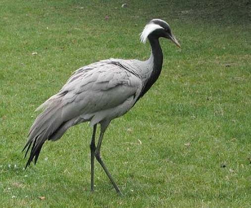 Demoiselle Crane