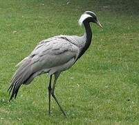 Demoiselle Crane