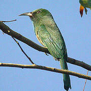 Blue-bearded Bee-eater