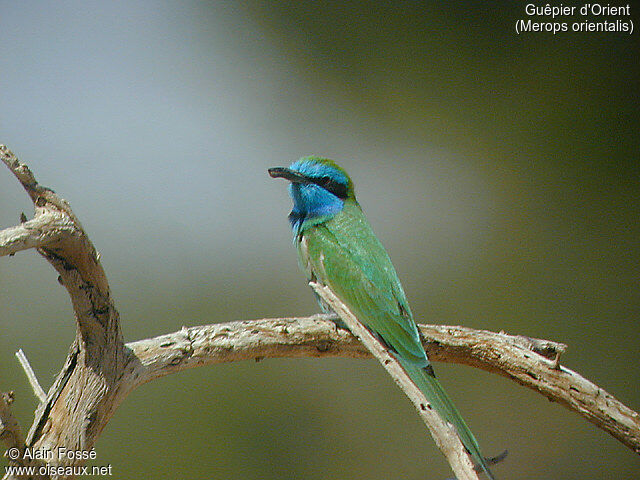 Green Bee-eater