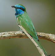 Green Bee-eater