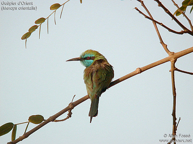 Green Bee-eater