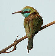 Green Bee-eater