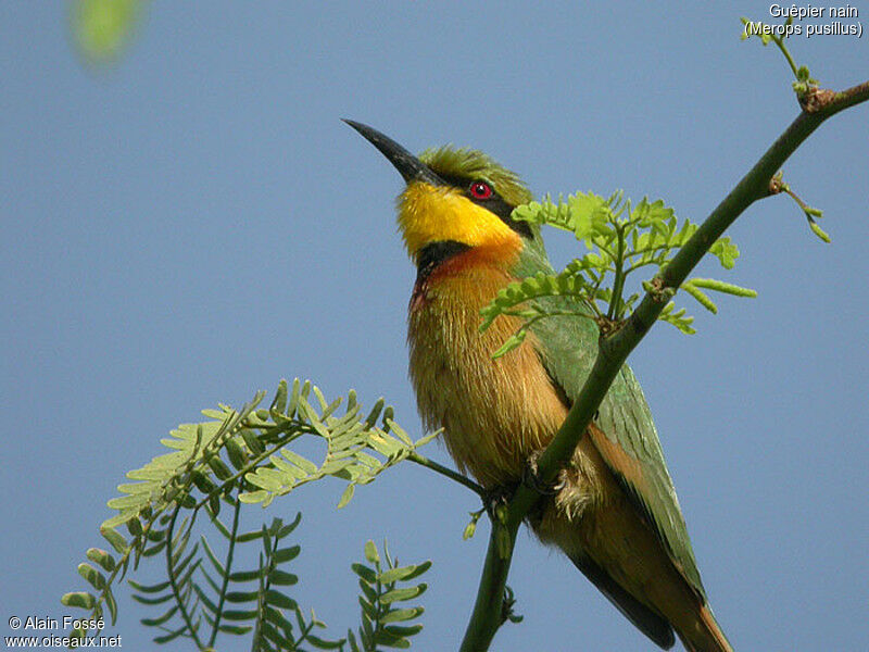 Little Bee-eater