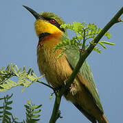 Little Bee-eater