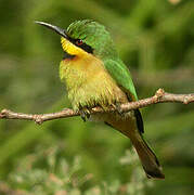 Little Bee-eater