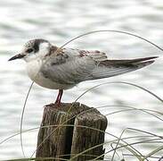 Whiskered Tern