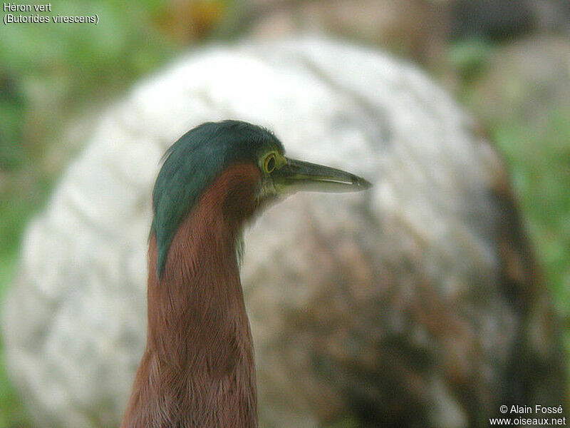 Green Heron