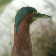 Green Heron