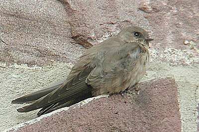 Eurasian Crag Martin