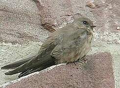 Eurasian Crag Martin