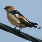 Red-rumped Swallow