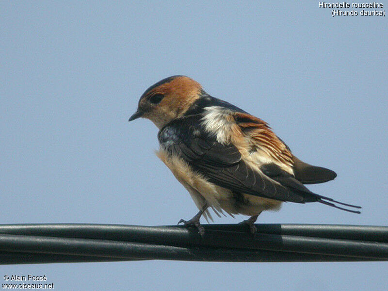 Hirondelle rousseline