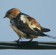 Red-rumped Swallow