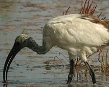 African Sacred Ibis