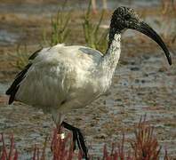 African Sacred Ibis