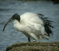 African Sacred Ibis