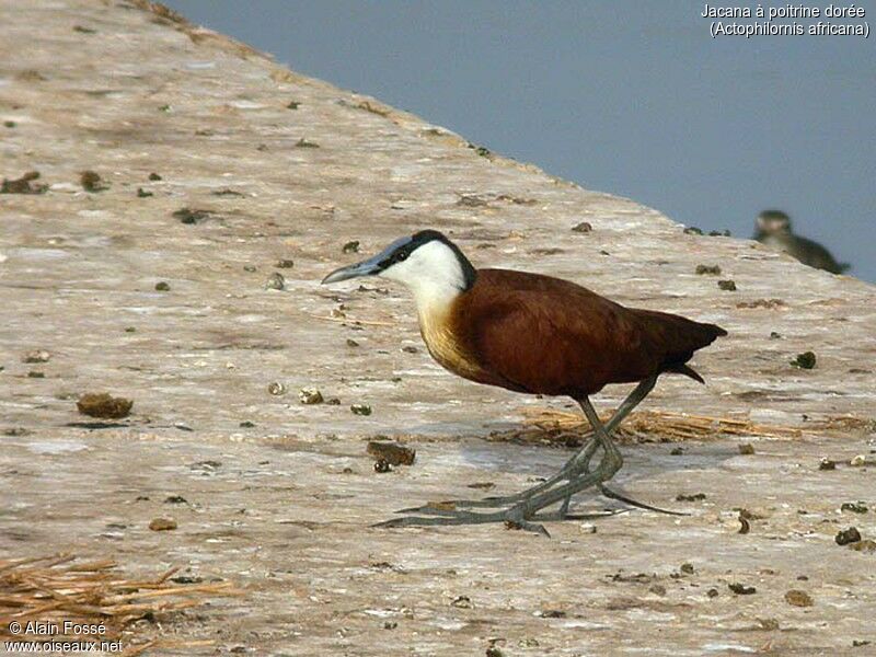 African Jacana