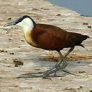 Jacana à poitrine dorée