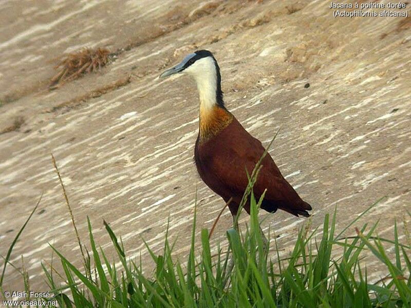 African Jacana