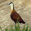 Jacana à poitrine dorée