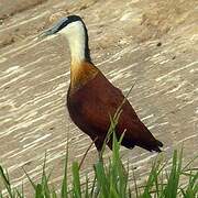 African Jacana