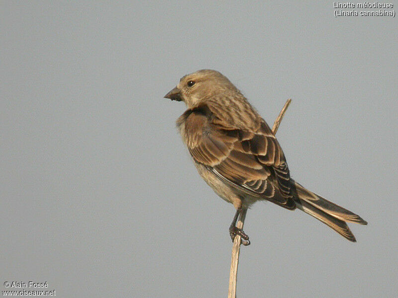 Linotte mélodieuse