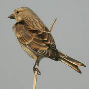 Common Linnet