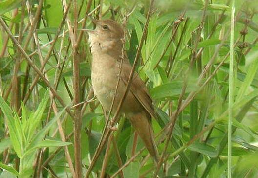 Savi's Warbler