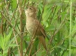 Savi's Warbler