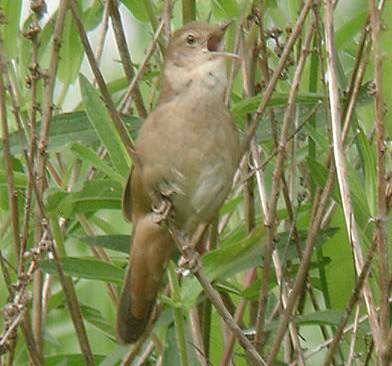 Savi's Warbler