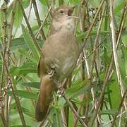 Savi's Warbler