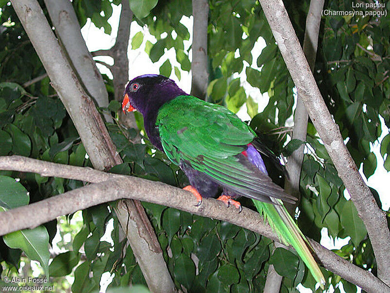 Papuan Lorikeet