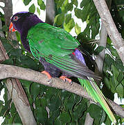 West Papuan Lorikeet