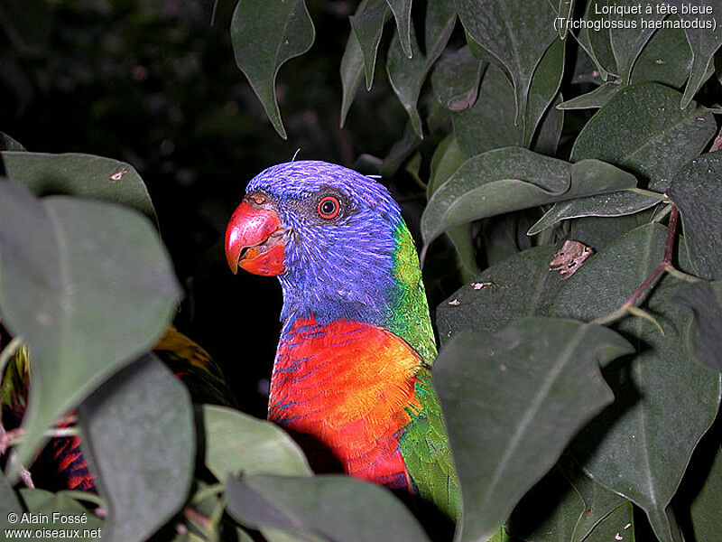 Coconut Lorikeet