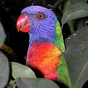 Coconut Lorikeet