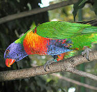 Coconut Lorikeet