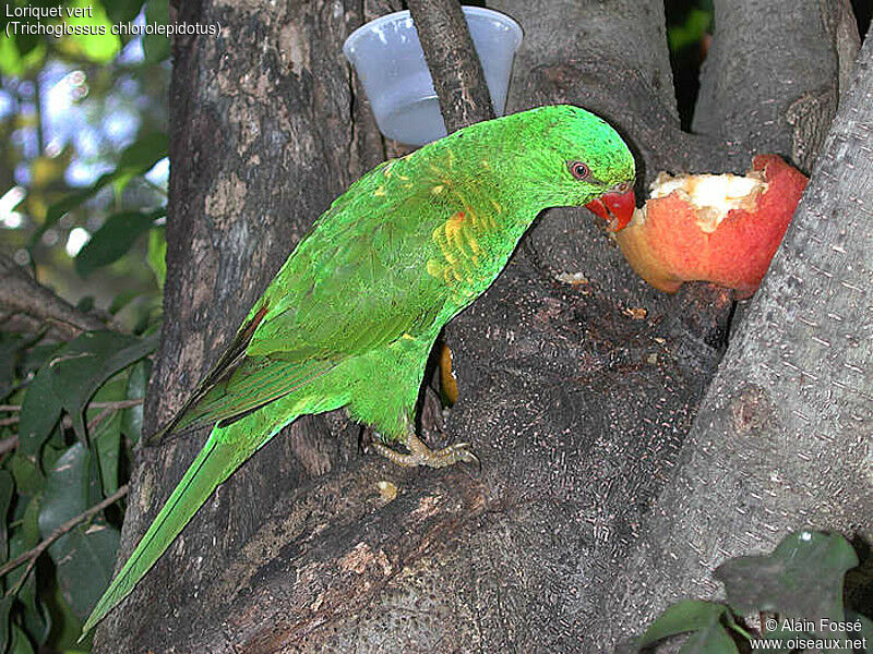 Scaly-breasted Lorikeet