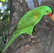 Scaly-breasted Lorikeet