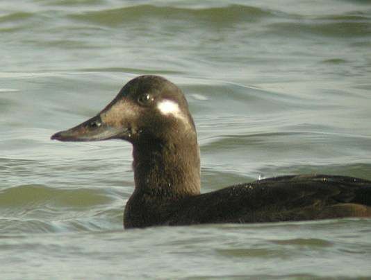 Velvet Scoter