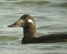 Velvet Scoter