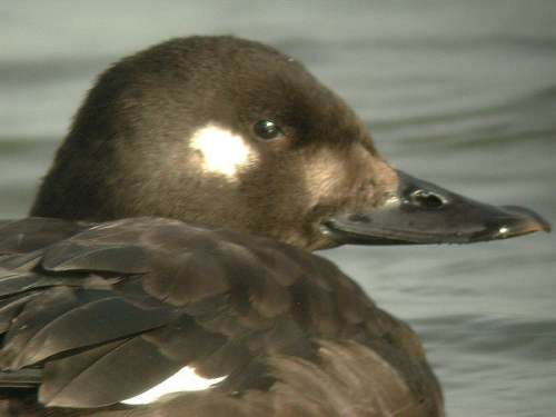 Macreuse brune