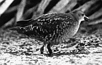 Baillon's Crake