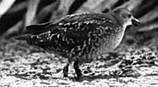 Baillon's Crake