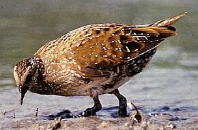 Spotted Crake