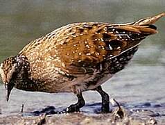 Spotted Crake