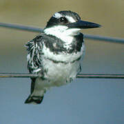 Pied Kingfisher