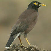 Common Myna